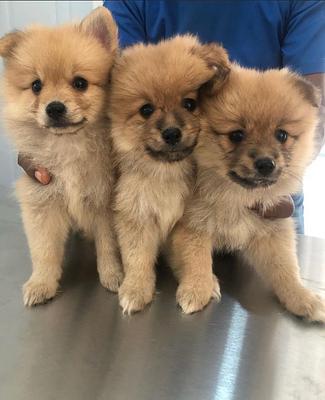 Corotos Pomerania Toy Cara De Oso Machos Y Hembra Disponibles