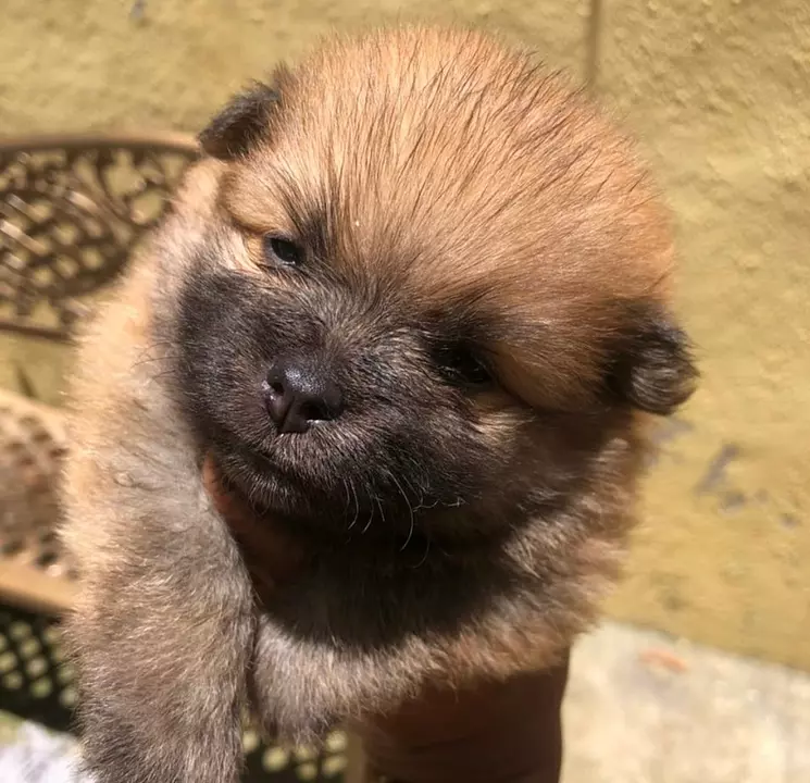 Corotos Pomerania Machos Y Hembra Puro De Raza Cara De Oso