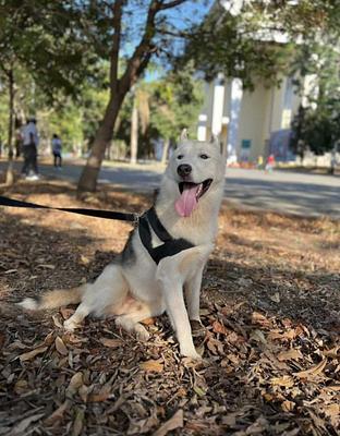 cuanto cuesta un husky siberiano en la india