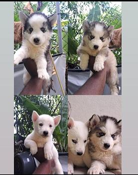 animales y mascotas - Husky siberiano hembras y machos. Huski, dog, pet, mascotas, perro, cachorro