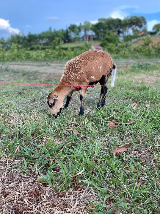 Corotos Se venden ovejas barriga negra mezclados con dorper