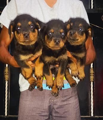 Corotos | OFERTA CACHORRO ROTTWEILER HEMBRA EN SANTO DOMINGO Y VACUNADO