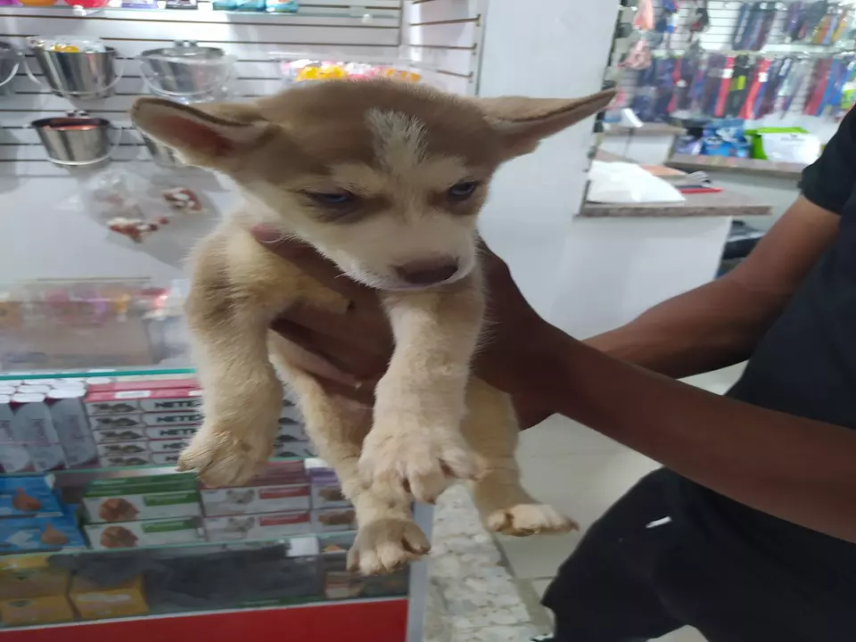 cuanto cuesta un husky siberiano en la india