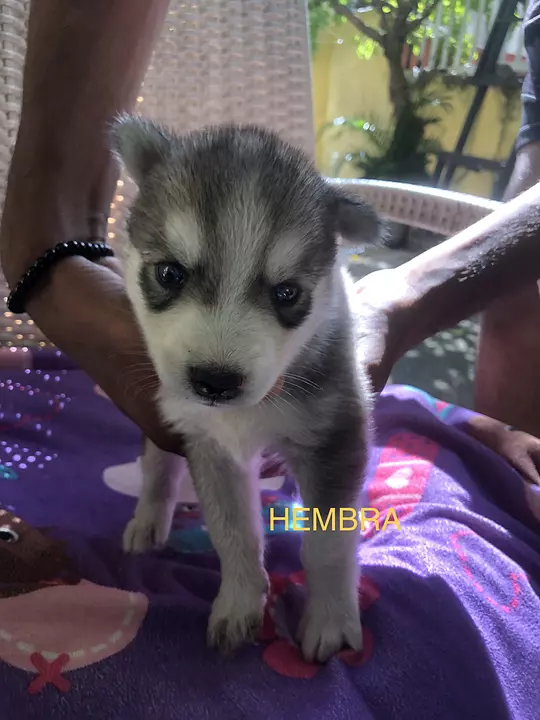 cuanto cuesta un husky siberiano en la india