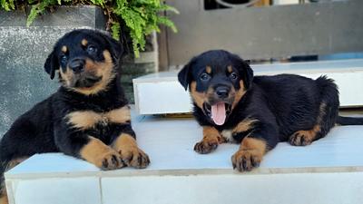Corotos | CACHORRO ROTTWEILER AMBOS SEXO 2 MESES TODO AL DIA SANTO DOMINGO
